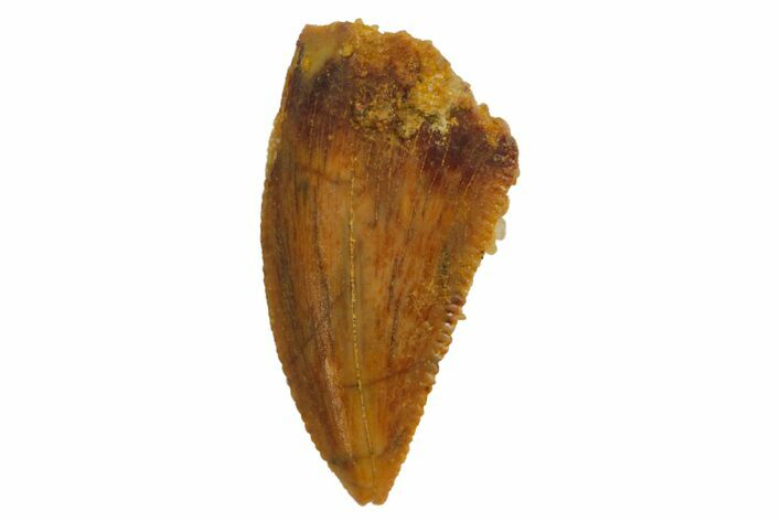 Serrated, Raptor Tooth - Real Dinosaur Tooth #135169